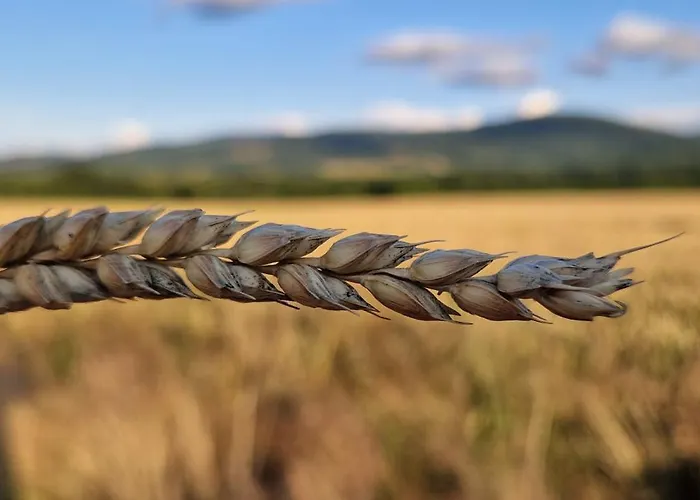 Przy Stawach Apartamenty&agroturystyka 아파트 포비에드나