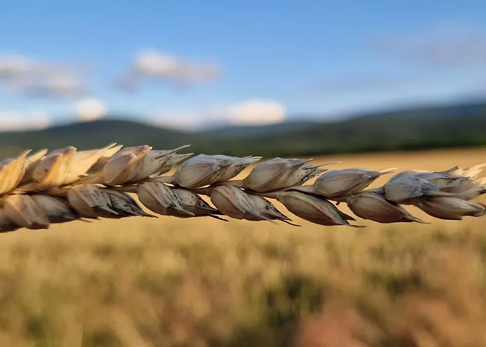 Przy Stawach Apartamenty&agroturystyka *